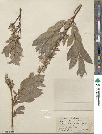 Salix eastwoodiae image