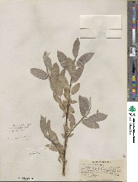 Salix eastwoodiae image