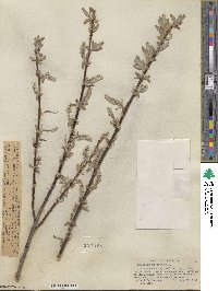 Salix eastwoodiae image