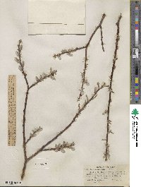 Salix eastwoodiae image