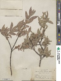 Salix eastwoodiae image