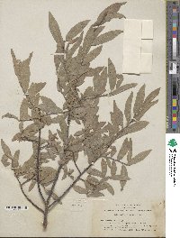 Salix eastwoodiae image