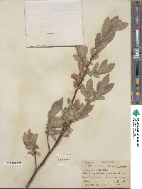 Salix eastwoodiae image