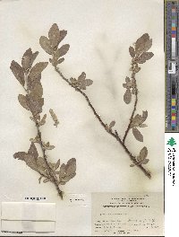 Salix eastwoodiae image