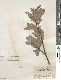 Salix eastwoodiae image