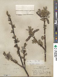 Salix eastwoodiae image