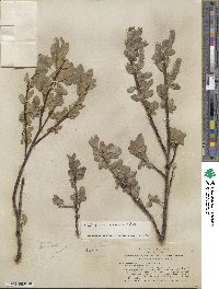 Salix eastwoodiae image