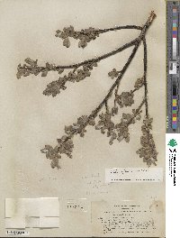 Salix eastwoodiae image