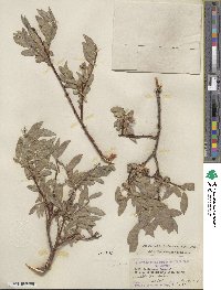 Salix eastwoodiae image