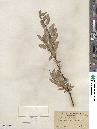 Salix eastwoodiae image