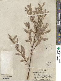 Salix eastwoodiae image