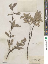 Salix eastwoodiae image