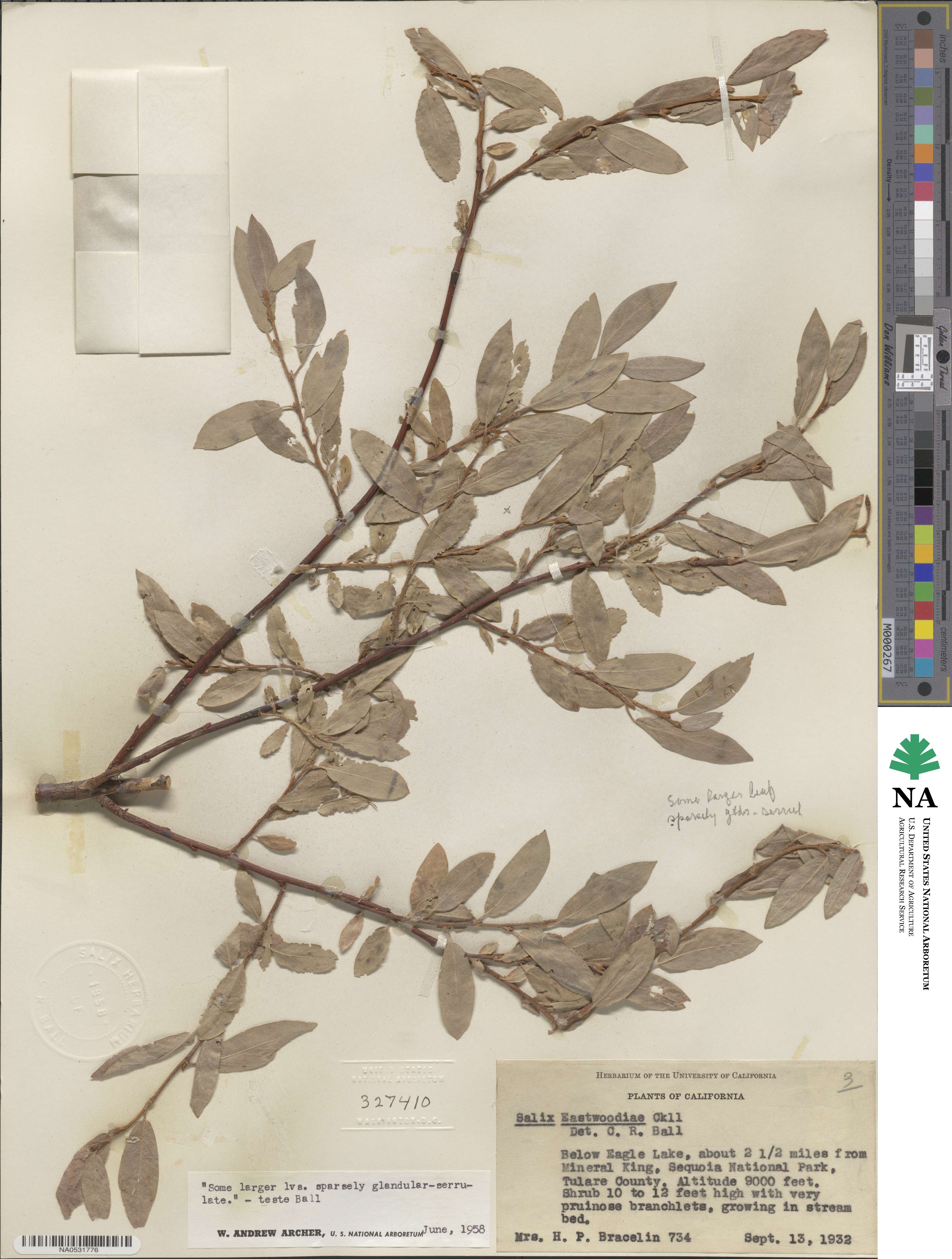 Salix eastwoodiae image