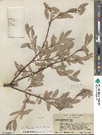 Salix eastwoodiae image