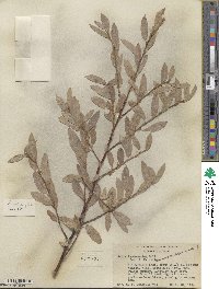 Salix eastwoodiae image