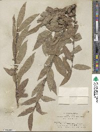 Salix eastwoodiae image