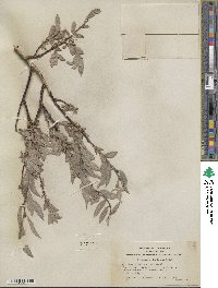 Salix eastwoodiae image