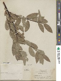 Salix eastwoodiae image