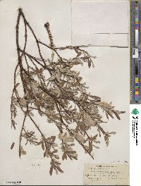 Salix drummondiana subsp. subcoerulea image