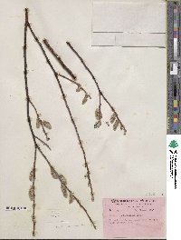 Salix drummondiana subsp. subcoerulea image