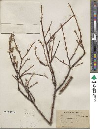 Salix drummondiana subsp. subcoerulea image