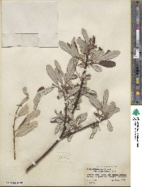 Salix drummondiana image