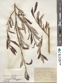 Salix drummondiana subsp. subcoerulea image