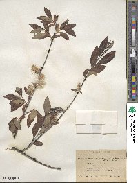 Salix drummondiana subsp. subcoerulea image