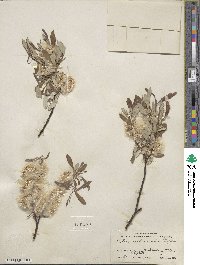 Salix drummondiana image