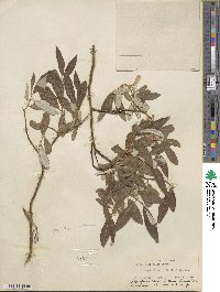 Salix drummondiana subsp. subcoerulea image