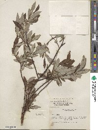 Salix drummondiana subsp. subcoerulea image