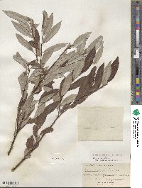 Salix drummondiana subsp. subcoerulea image