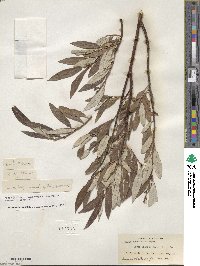 Salix drummondiana subsp. subcoerulea image