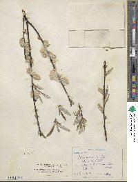 Salix drummondiana subsp. subcoerulea image