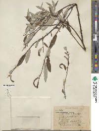 Salix drummondiana image