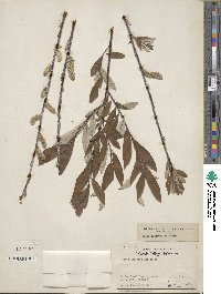 Salix drummondiana image