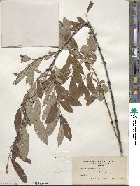 Salix drummondiana subsp. subcoerulea image