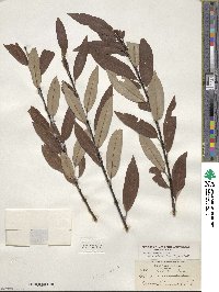 Salix drummondiana subsp. subcoerulea image