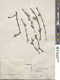 Salix drummondiana subsp. subcoerulea image