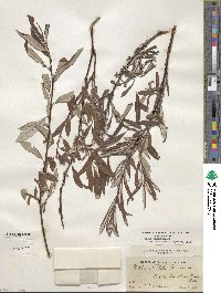 Salix drummondiana subsp. subcoerulea image