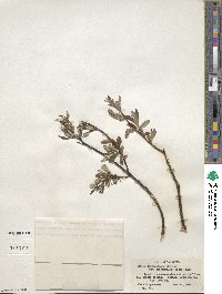 Salix drummondiana subsp. subcoerulea image