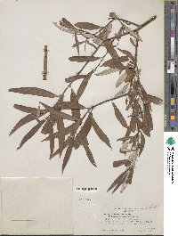 Salix drummondiana subsp. subcoerulea image