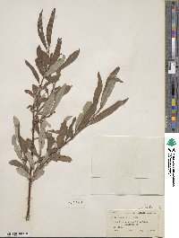 Salix drummondiana subsp. subcoerulea image