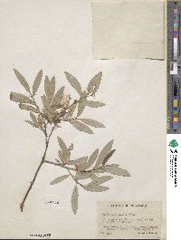 Salix drummondiana image