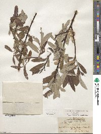 Salix drummondiana image