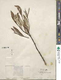 Salix drummondiana subsp. subcoerulea image