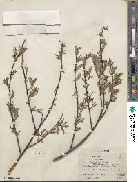 Salix drummondiana subsp. subcoerulea image