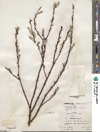 Salix drummondiana subsp. subcoerulea image