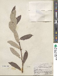 Salix drummondiana subsp. subcoerulea image