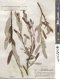 Salix drummondiana image